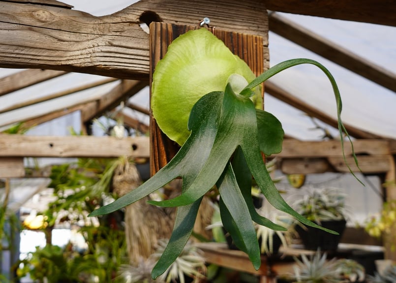 ビカクシダ フーンシキ P. Foongsii (TC) | mana's farm:塊根植