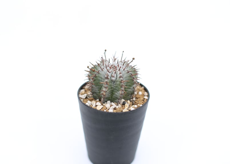 ユーフォルビア 白衣ホリダ | mana's farm:塊根植物・アガベ・ドライ