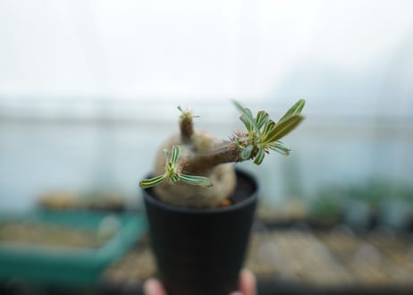 パキポディウム　グラキリス　 Pachypodium Gracilius  No.1