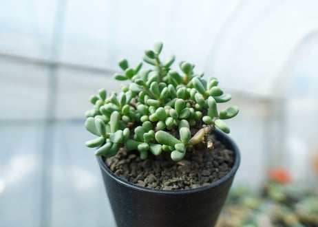 ケラリア　ピグマエア　Ceraria pygmaea 　No.8