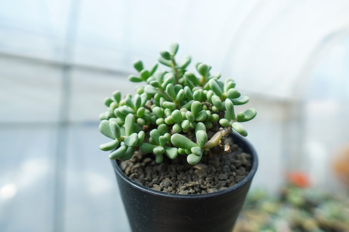ケラリア ピグマエア Ceraria pygmaea No.8 | mana's farm: