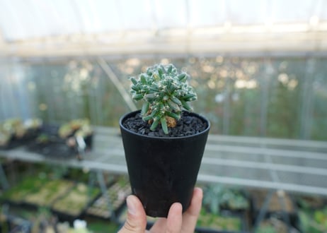 トリコディアデマ　デンサム　Trichodiadema densum  No.1