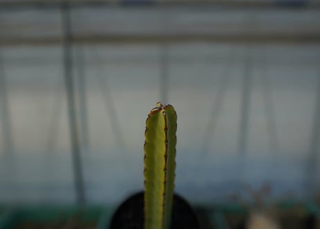 ユーフォルビア　ヘテロクロマ　Euphorbia heterochroma No.2