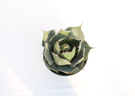 Agave 　parrasana Globe
