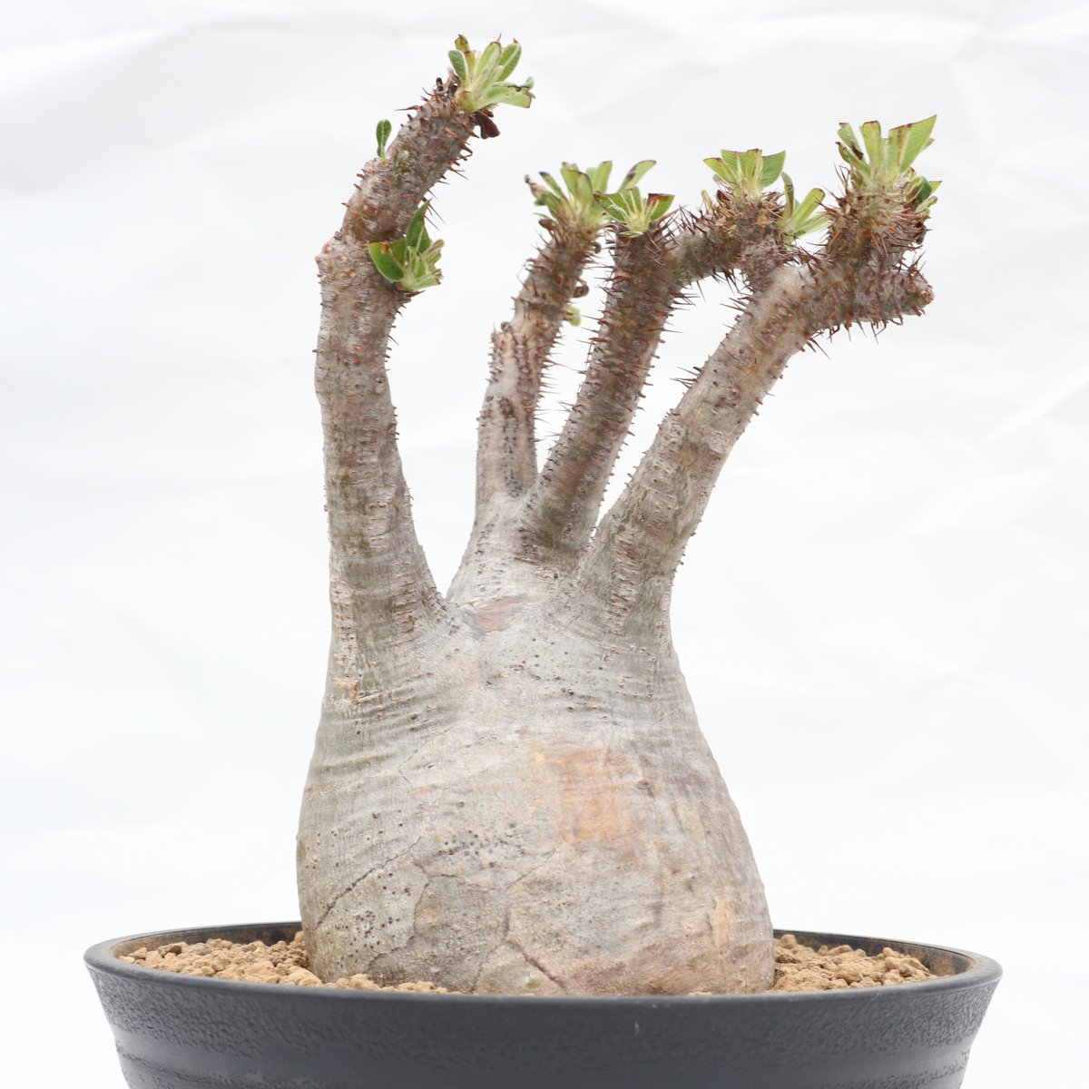 パキポディウム グラキリス 未発根 | mana's green:塊根植物販売 パキポディウム グラキリス 未発根 | mana's green:塊根植物販売