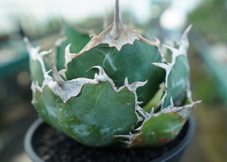 アガベ　チタノタ　白鯨　Agave titanota White whale