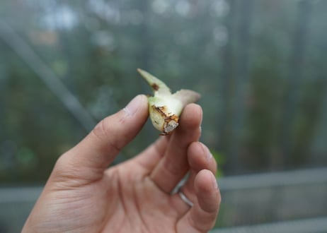 【抜き苗】アガベ　チタノタ　白鯨 from台湾　Agave titanota White whale  No.2