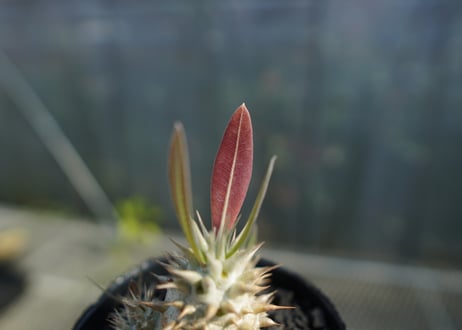 パキポディウム　ロスラツム　Pachypodium rosulatum