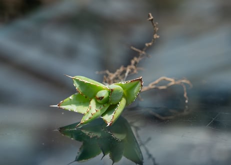 アガベ フィリグリー カキコ株