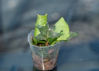 パキポディウム グラキリス 未発根 | mana's green:塊根植物販売 パキポディウム グラキリス 未発根 | mana's green:塊根植物販売