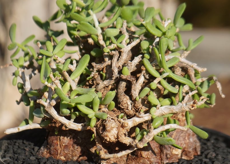 ケラリア ピグマエア | mana's farm:塊根植物・アガベ・ドライガーデン