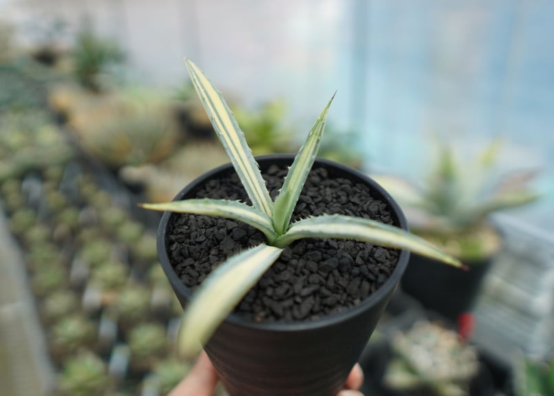 アガベ マクロアカンサ錦 Agave macroacantha variegata NO.1