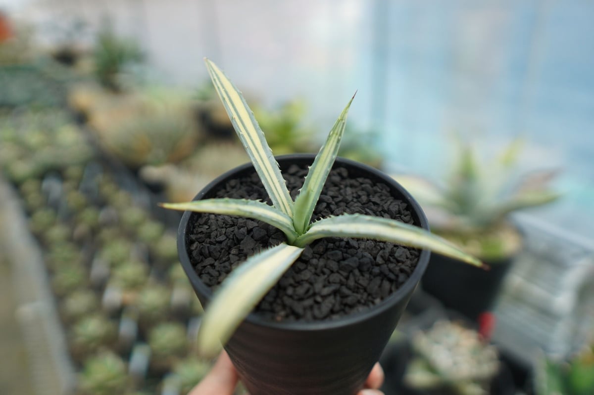 アガベ マクロアカンサ錦 Agave macroacantha variegata NO.1