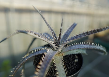 ディッキア　ナガス　Dyckia Nagas
