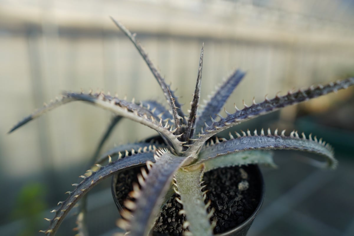 ディッキア ナガス Dyckia Nagas | mana's farm:塊根植物・アガベ・ド