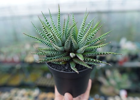 CATEGORY 多肉植物 | mana's green:塊根植物販売|マナズグリーン CATEGORY 多肉植物 | mana's green:塊根植物販売|マナズグリーン