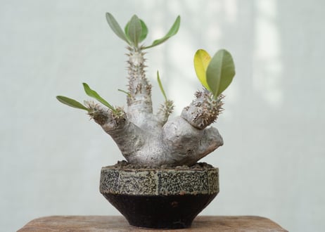 Pachypodium densiflorum