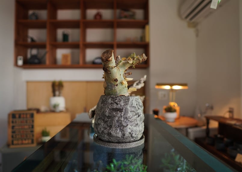 コミフォラ カタフ ターカネンシス Commiphora kataf ver.turkane