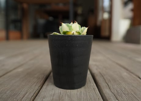アガベ　王妃雷神錦　黄中斑　Agave　“Ohi Raijin Nishiki Kinakahu”