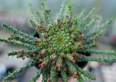 ユーフォルビア　ゴルゴニス　Euphorbia gorgonis