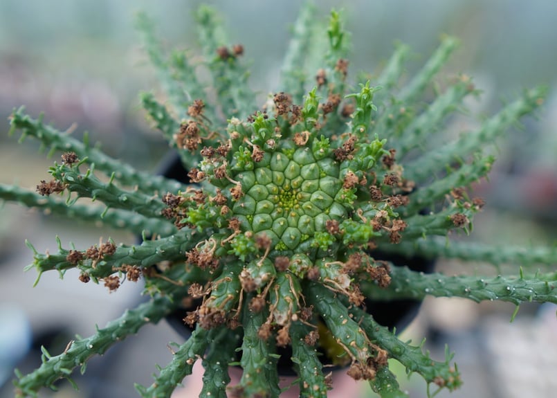 ユーフォルビア ゴルゴニス Euphorbia gorgonis | mana's green...