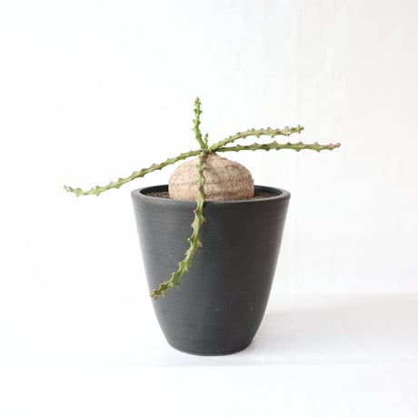 デシドゥア | STORES