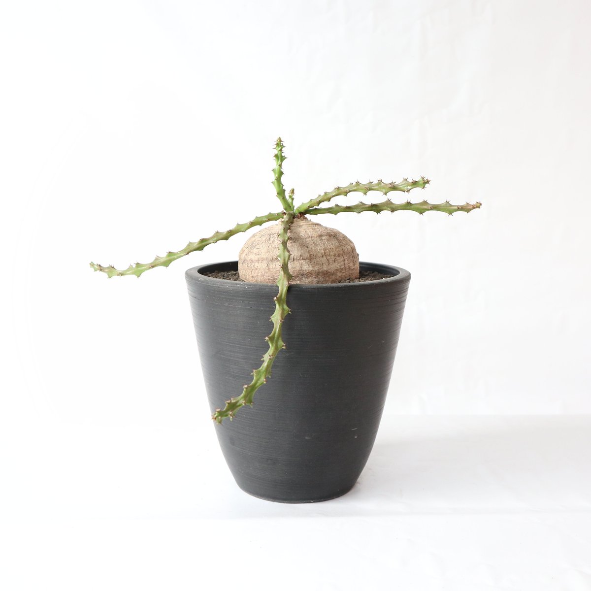 ユーフォルビア デシドゥア 蓬莱島 | mana's farm:塊根植物・アガベ