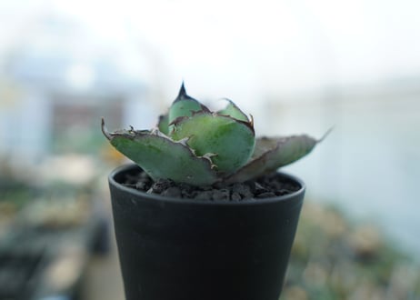 アガベ　チタノタ　 ブラックアンドブルー 　Agave titanota black and blue　No.2
