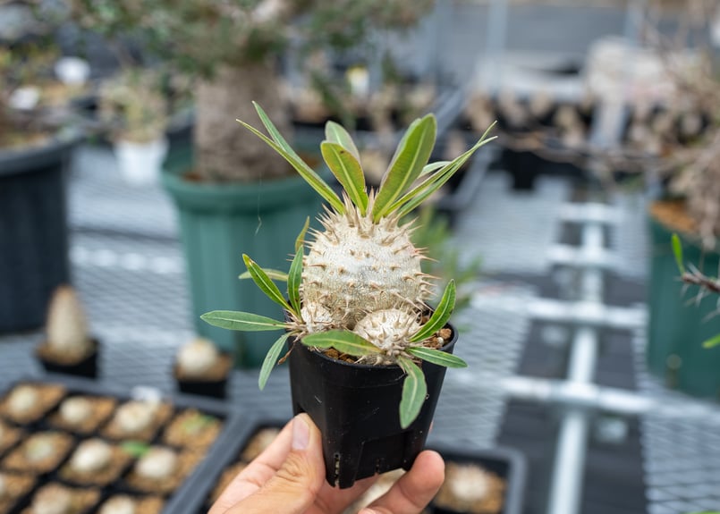 パキポディウム グラキxエブレ 沖縄実生 | mana's farm:塊根植物