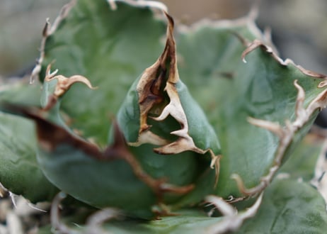 Agave White flame B 白火焔  NO.1