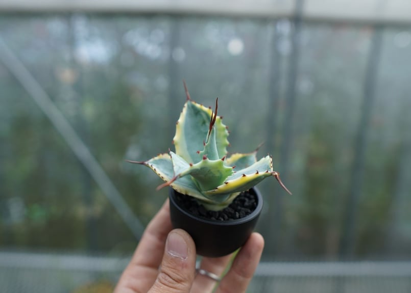抜き苗】アガベ 怒雷神錦 Agave potatorum verschaffeltii N