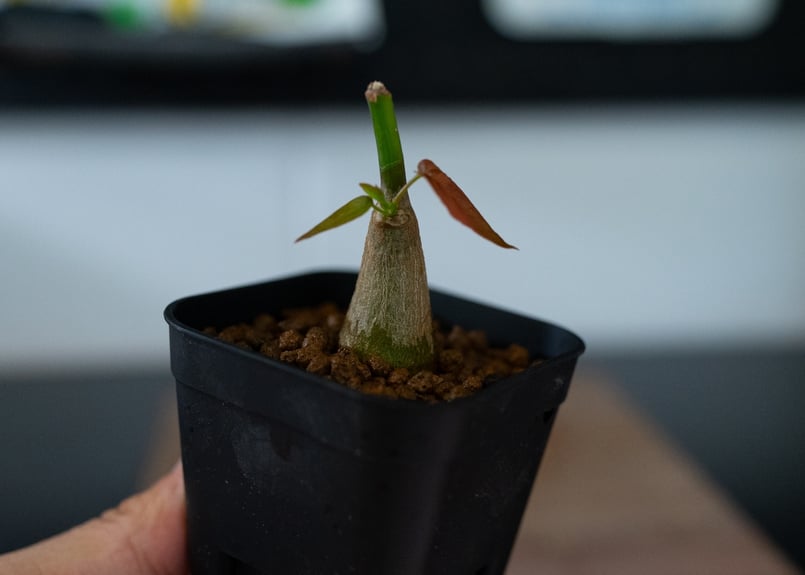 プセウド ボンバックス 沖縄実生 | mana's farm:塊根植物