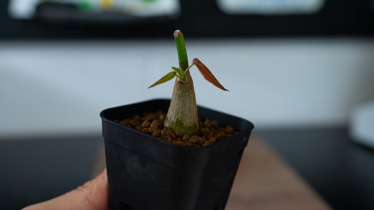 沖縄実生！超緑！最高！ボンバックス！ 沖縄実生！超緑！最高！ボンバックス！ 沖縄実生！超緑！最高