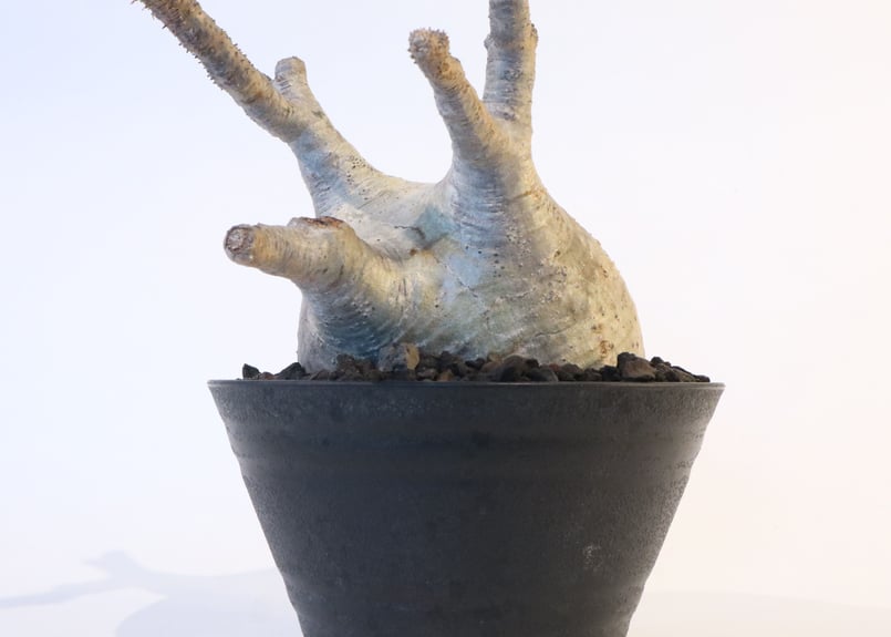 パキポディウム グラキリス No.124 | mana's farm:塊根植物