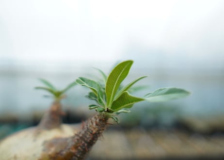パキポディウム　グラキリス　 Pachypodium Gracilius  No.4