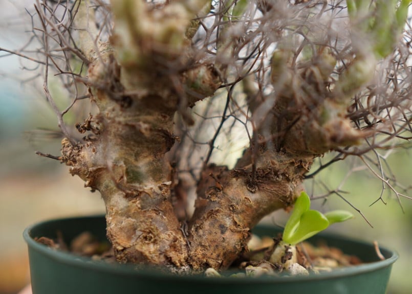 チレコドン 万物想 | mana's farm:塊根植物・アガベ・ドライガーデン