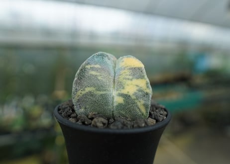 鸞鳳玉　斑入り　Astrophytum myriostigma