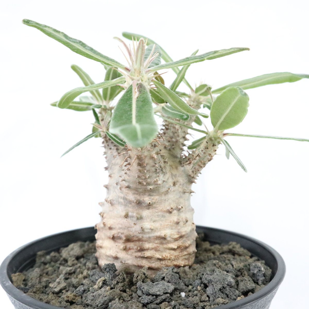 塊根植物　パキポディウム 　カクチペス パキポディウム カクチペス | mana's farm:塊根植物・アガベ