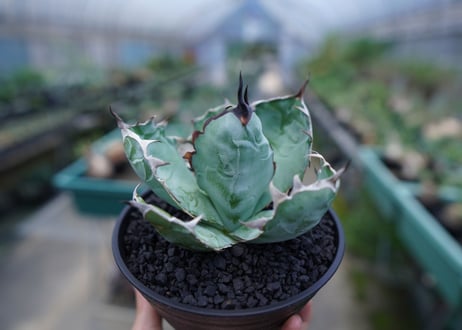 アガベ　チタノタ　 ブラックアンドブルー 　Agave titanota black and blue　No.1