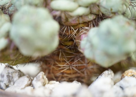 Ortegocactus macdougallii