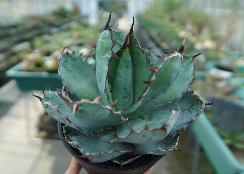 アガベ　チタノタ　ブラックアンドブルー　変異株 アガベ チタノタ ブラックアンドブルー Agave titanota black