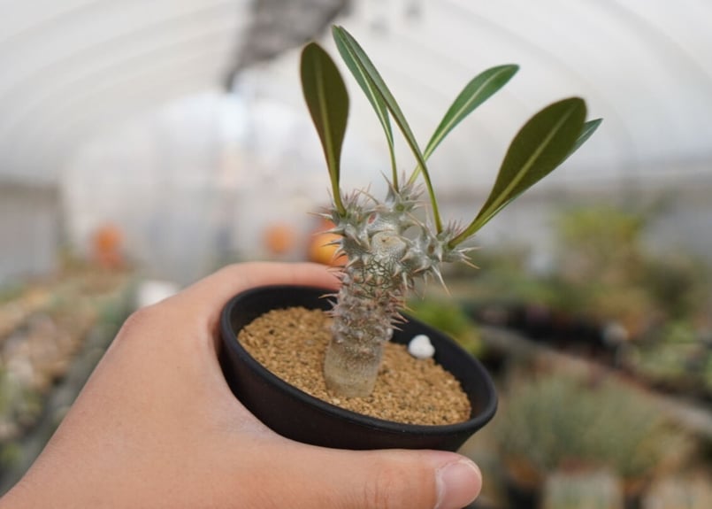 パキポディウム デンシフローラム 大株 現品 ポットごと発送 園芸ネット本店｜パキポディウム：デンシフローラム 3号鉢植え* の通販