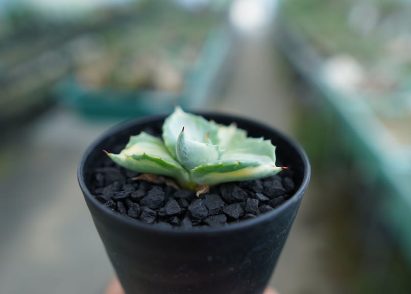 アガベ 王妃雷神錦 Agave “Ohi Raijin Nishiki ” No.1 | ma