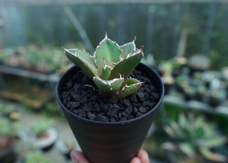 アガベ　チタノタ　鬼爪雪峰  Agave titanota “Onitsume Yukimine” 子株　No.1