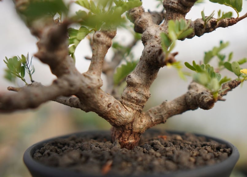 センナ メリディオナリス | mana's farm:塊根植物・アガベ・ドライ