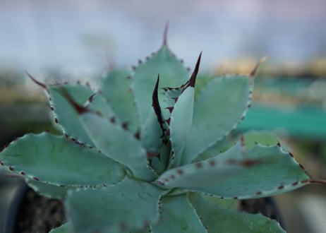 アガベ　吉祥冠　Agave potatorum No.1