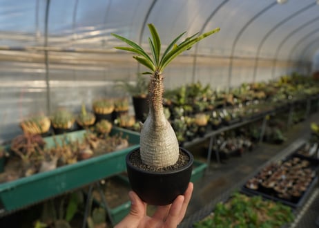 パキポディウム　グラキリス　 Pachypodium Gracilius  No.5
