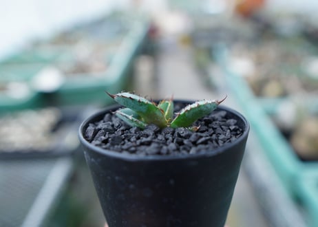 アガベ　チタノタ　 ブラックアンドブルー 　Agave titanota black and blue　No.19
