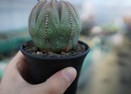 ユーフォルビア　オベサ　Euphorbia obesa  E4
