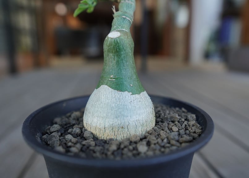 アデニア グラウカ Adenia glauca | mana's farm:塊根植物・アガベ・